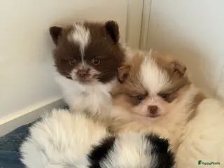 Pomeriaan honden Pomeriaan pups - Advertentie 1
