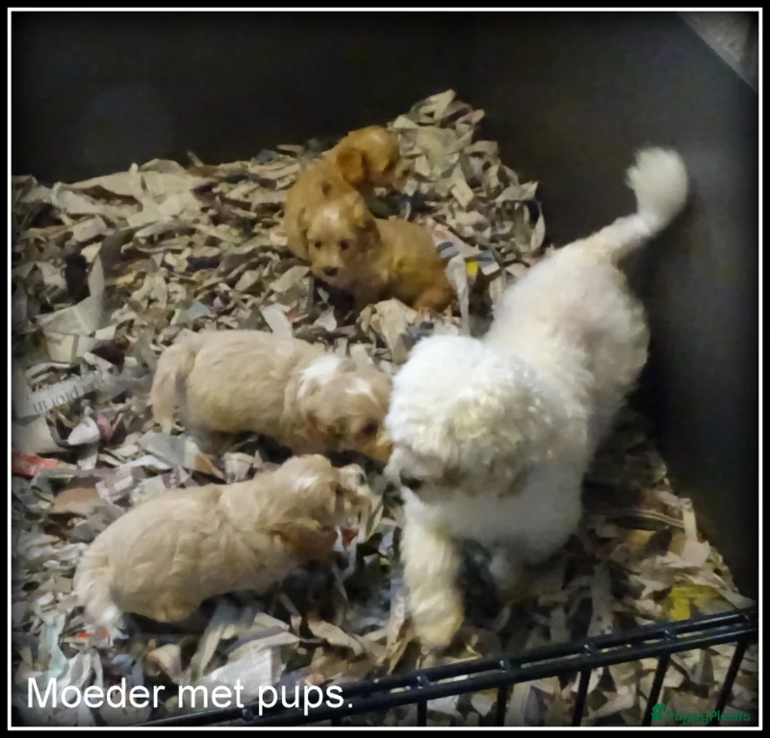 Maltipoo honden te koop: Maltipoo F1b pup reutje - Advertentie 18