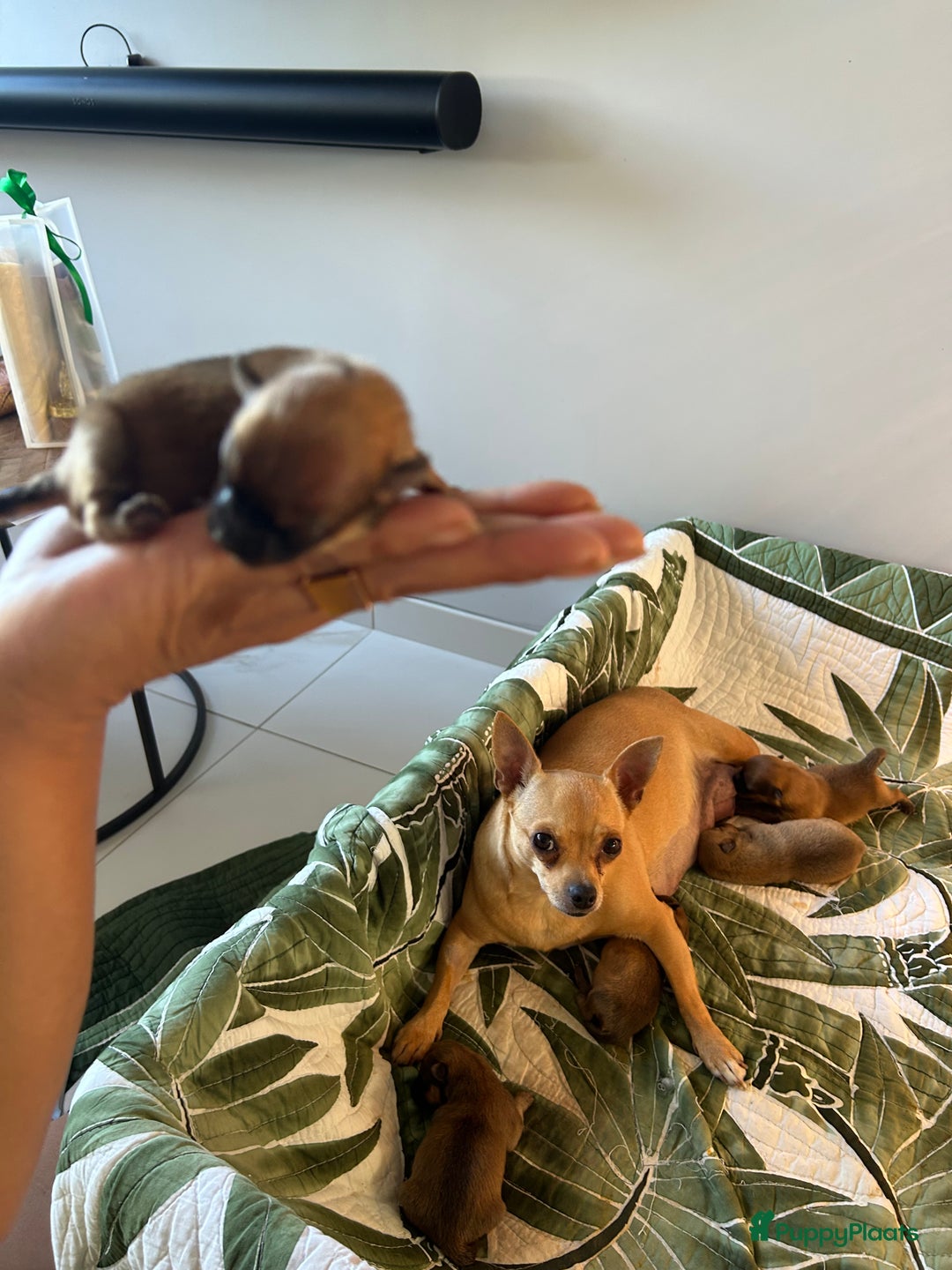 Pomchi honden te koop: Pomchi pups - Afbeelding 6