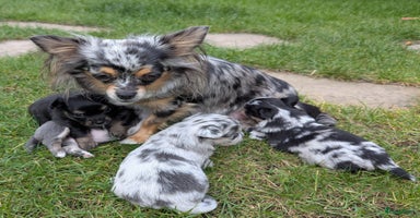 Chihuahua honden - Advertentie 7