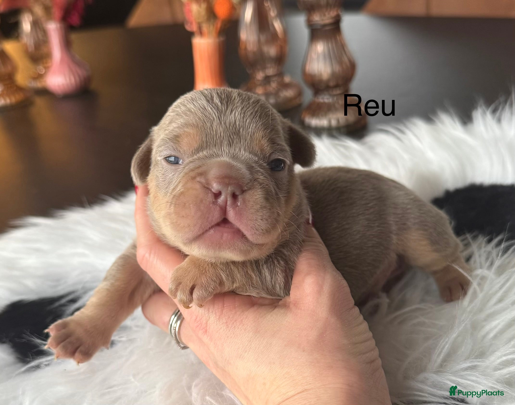 Franse Bulldog honden Unieke Franse Bulldog pups  - Advertentie 2