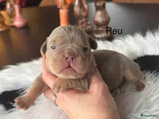 Franse Bulldog honden Unieke Franse Bulldog pups - Advertentie 2