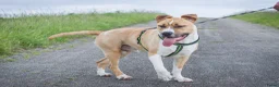 American Staffordshire Terriër honden te koop: Kay - 9 maanden American Staffordshire Terrier FCI - Advertentie 6