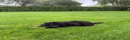 Kruising honden te koop: Boomer x Poedel (Boompoo) pups - Advertentie 11