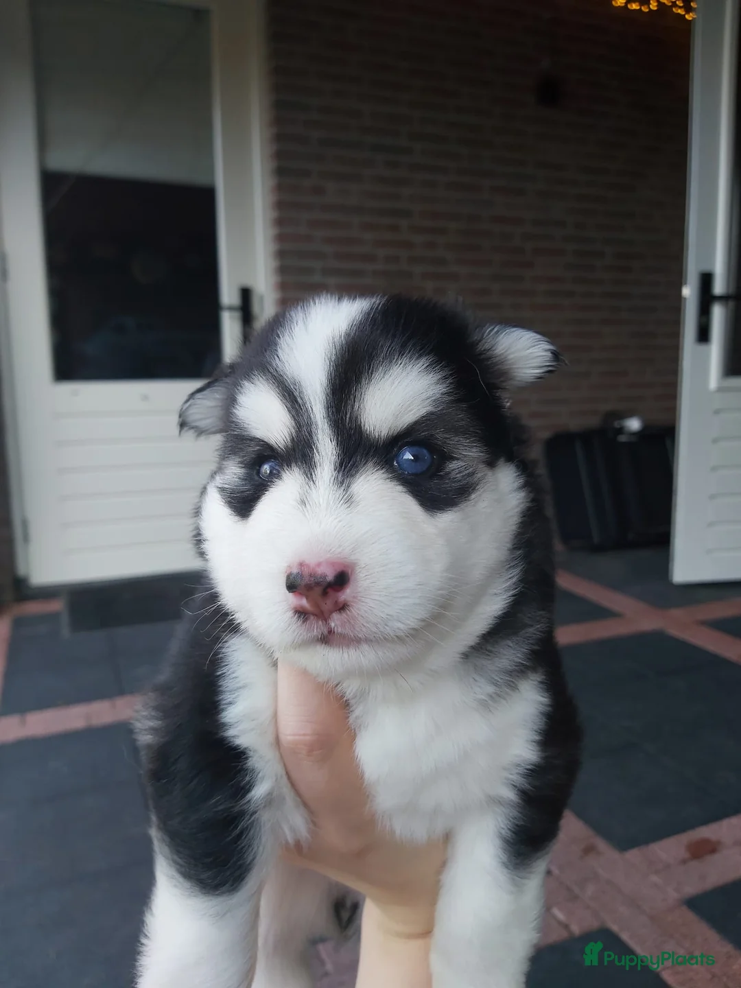 Pomsky honden te koop: F3 pomskys - Advertentie 4