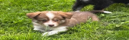 Border Collie honden te koop: Border collie pups met FCI stamboom - Advertentie 4