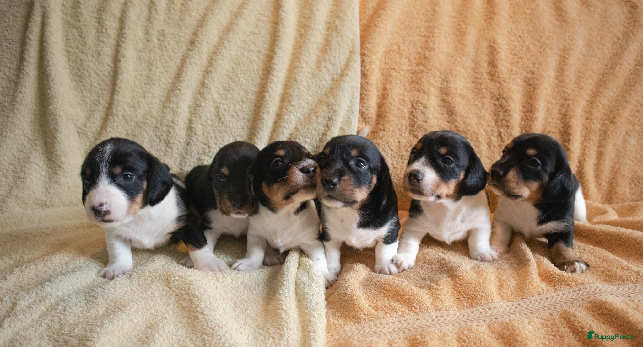 Ruwhaar Teckel honden Nest Ruwhaar Piebald Dwergteckels - Advertentie 1