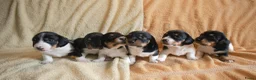 Ruwhaar Teckel honden te koop: Nest Ruwhaar Piebald Dwergteckels - Advertentie 1