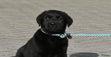 Labrador Retriever honden - Advertentie 7