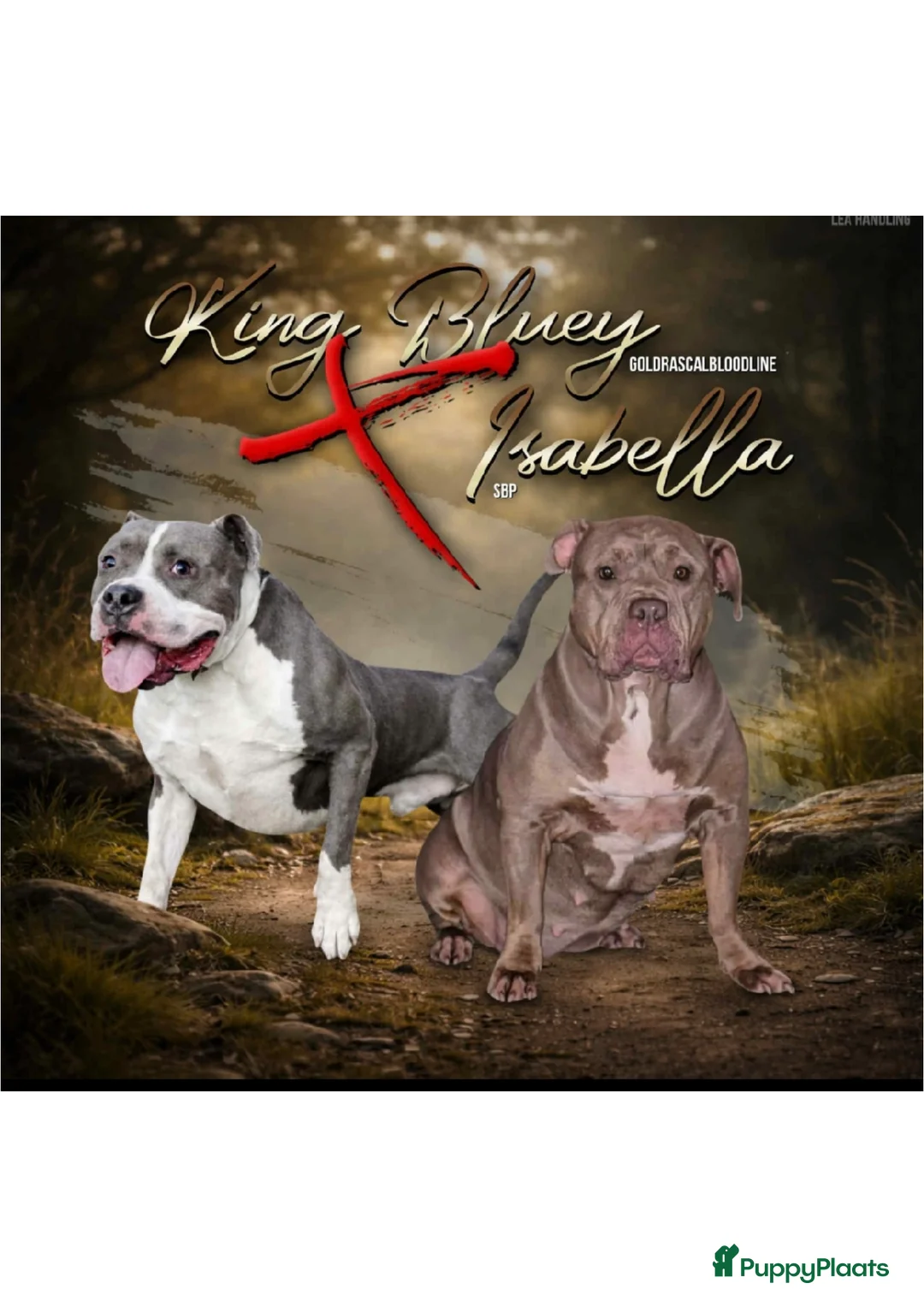 Amerikaanse Bully honden te koop: American bully xl pups - Advertentie 18