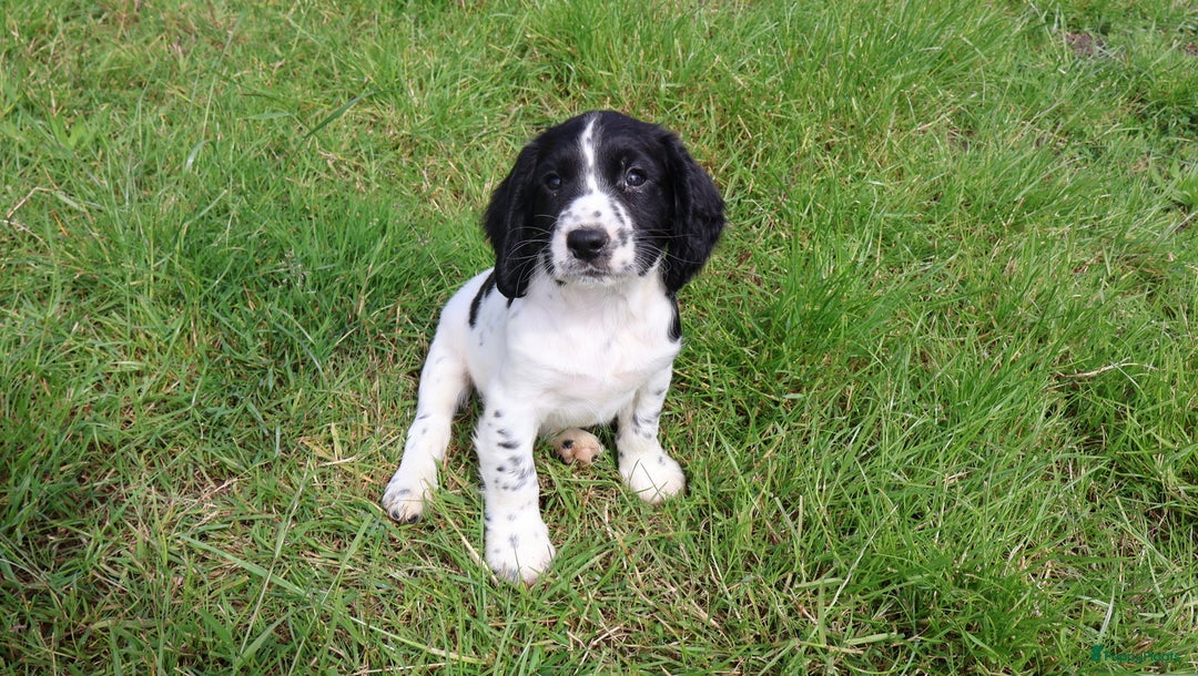 Engelse Springer Spaniel honden te koop: Lieve Engelse springer spaniel puppy's in Gameren - Afbeelding 2