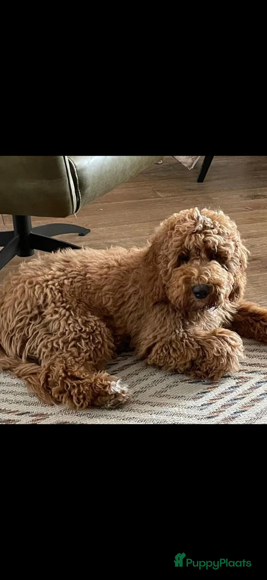 Kruising honden te koop: Prachtige Australian Labradoodle alf1 pups  - Advertentie 10