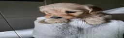 Labradoodle honden te koop: mooie puppy,s labradoodles 1 teefje en 3 reutjes - Advertentie 14