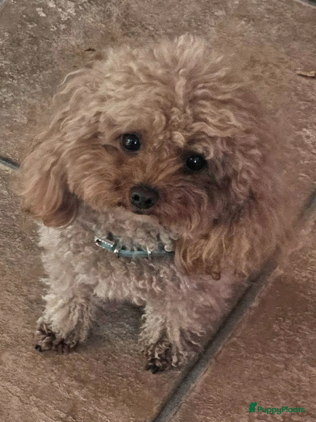 Poedel Toy honden te koop: Hoera...een vijfling geboren❣️ - Advertentie 2