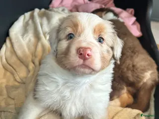 Australian Shepherd honden 100% raszuivere Australian Sheperd pups - Advertentie 2