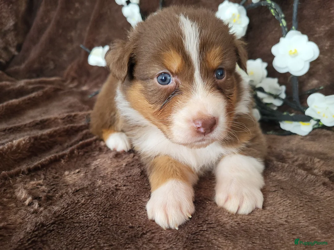 Australian Shepherd honden te koop: Australian Shepherd teefje met FCI stamboom - Advertentie 2