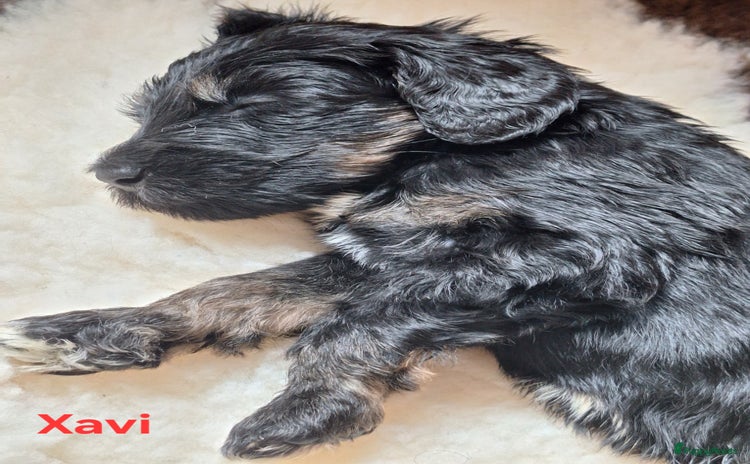 Bernedoodle honden - Advertentie 4