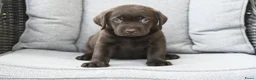 Labrador Retriever honden te koop: Chocolade bruine labrador pups met stamboom ! - Advertentie 7