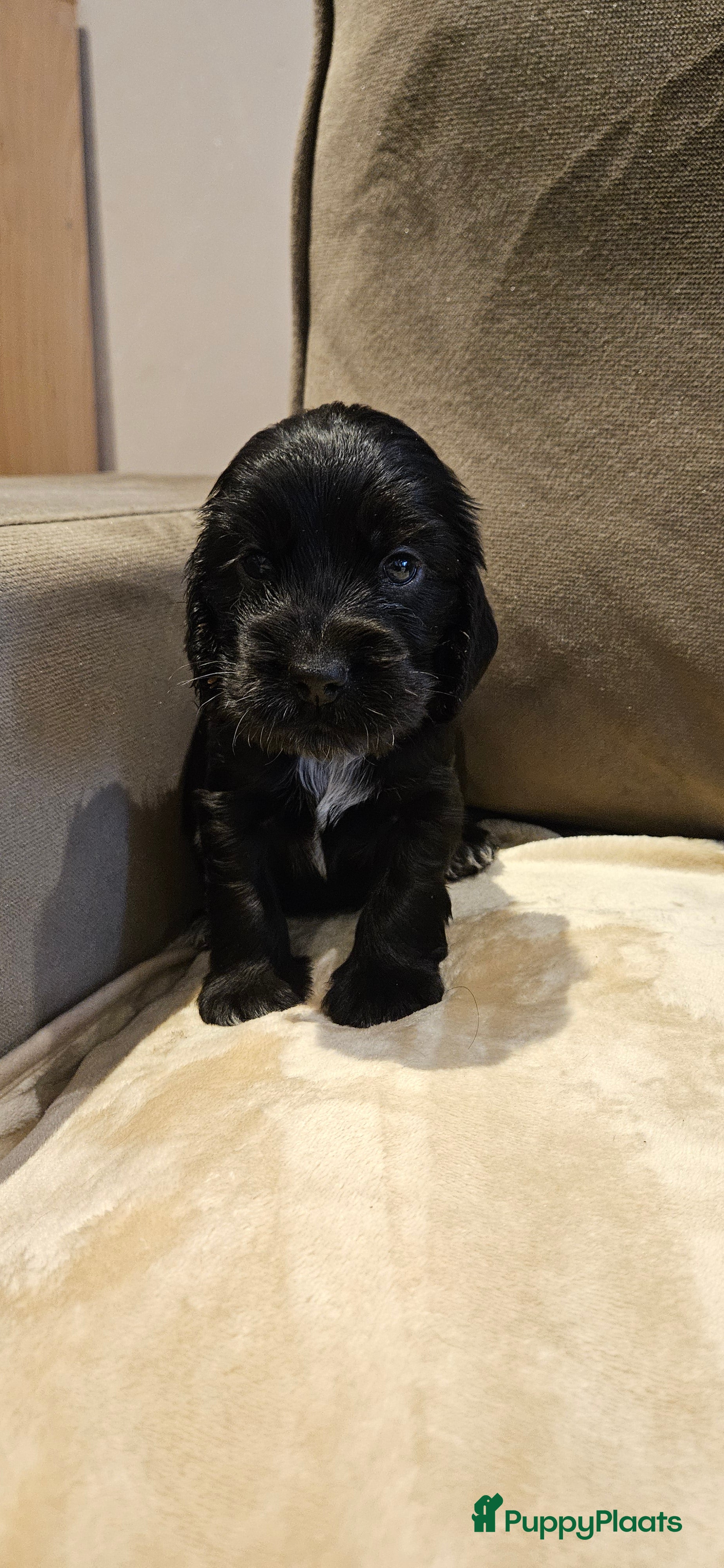 Engelse Cocker Spaniel honden Engelse cocker spaniël pups te koop - Advertentie 1