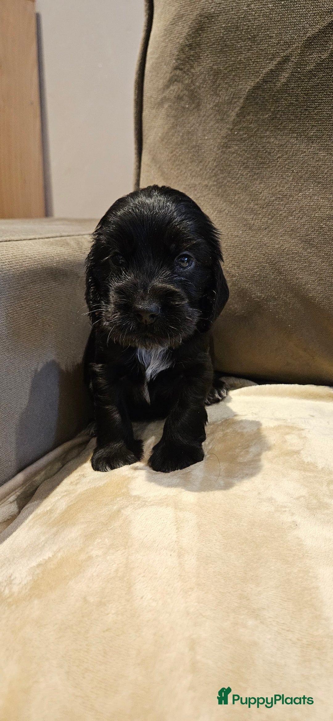 Engelse Cocker Spaniel honden te koop: Engelse cocker spaniël pups te koop - Advertentie 1