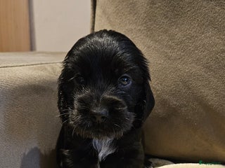 Engelse Cocker Spaniel honden Engelse cocker spaniël pups te koop - Advertentie 1