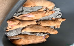 Kruising honden te koop: Bijzonder mooie combi: Toller X Teckel kruising, - Afbeelding 7