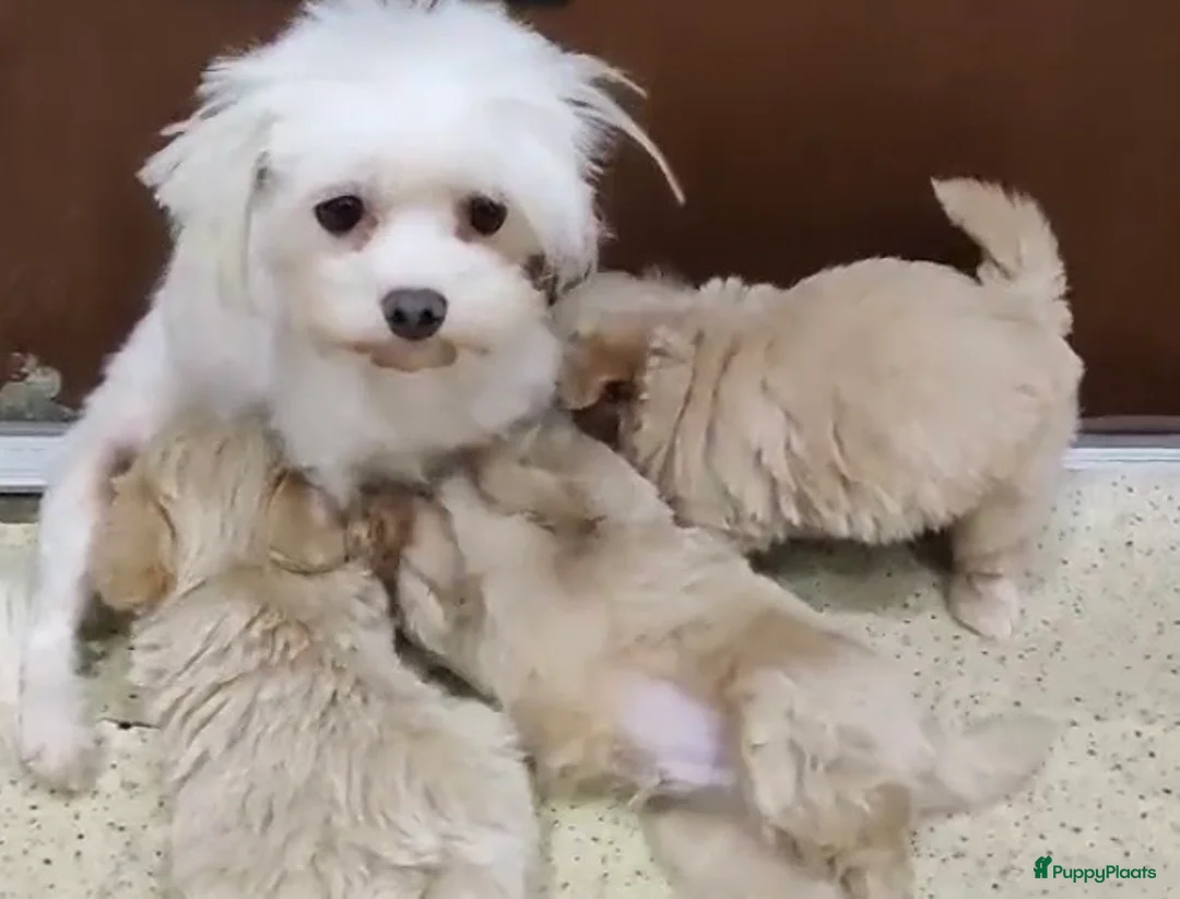 Maltipoo honden te koop: Mini maltipoo teefje, moeder aanwezig nl nest - Advertentie 9