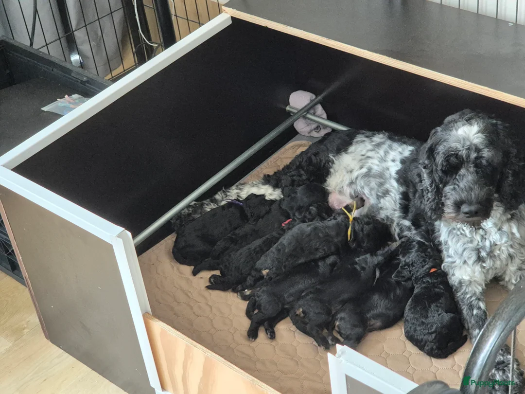 Cockapoo honden ter adoptie: Gastgezin gezocht voor cockapoo teefje  - Advertentie 2