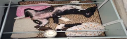 Spaanse Waterhond honden te koop: Spaanse Waterhond pups geboren Bruin, Zwart & Bont - Advertentie 9