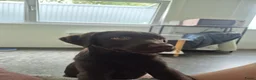 Labrador Retriever honden ter dekking: Bruine Labrador reu  in Oostburg - Advertentie 2