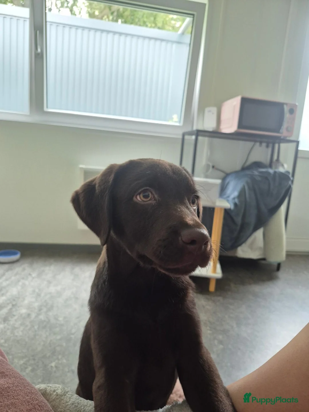 Labrador Retriever honden ter dekking: Bruine Labrador reu  in Oostburg - Advertentie 2