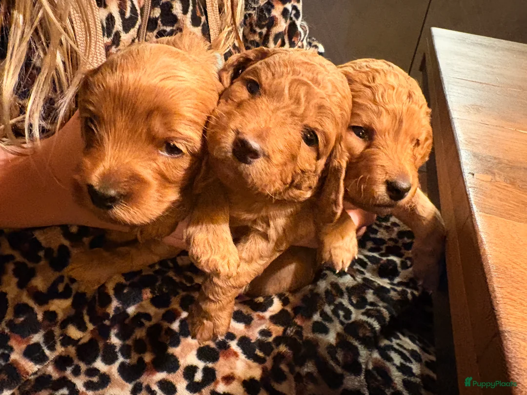 Cockapoo honden te koop: 🐶 Cockapoo pups te koop - Advertentie 4