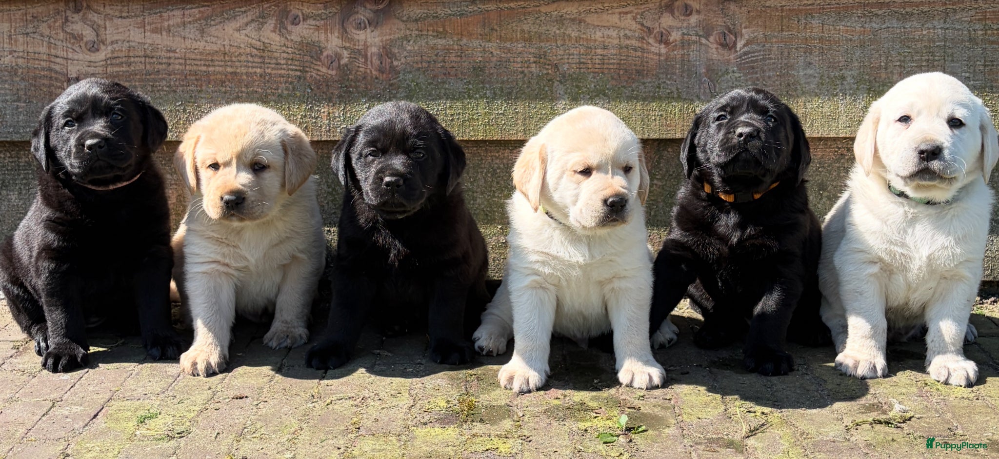 Labrador Retriever honden 6 lieve labrador pups te koop  - Advertentie 2