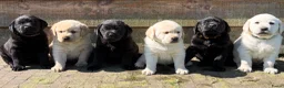Labrador Retriever honden te koop: 6 lieve labrador pups te koop  - Advertentie 1