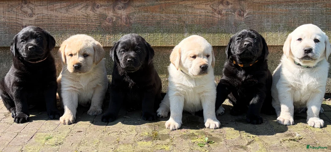 Labrador Retriever honden te koop: 6 lieve labrador pups te koop  - Advertentie 1