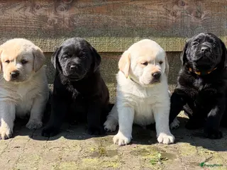 Labrador Retriever honden 6 lieve labrador pups te koop - Advertentie 2