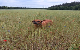 Rhodesian Ridgeback honden te koop: Eenmalig RR nestje-half juni van Keniaanse Teef in Elst - Afbeelding 5