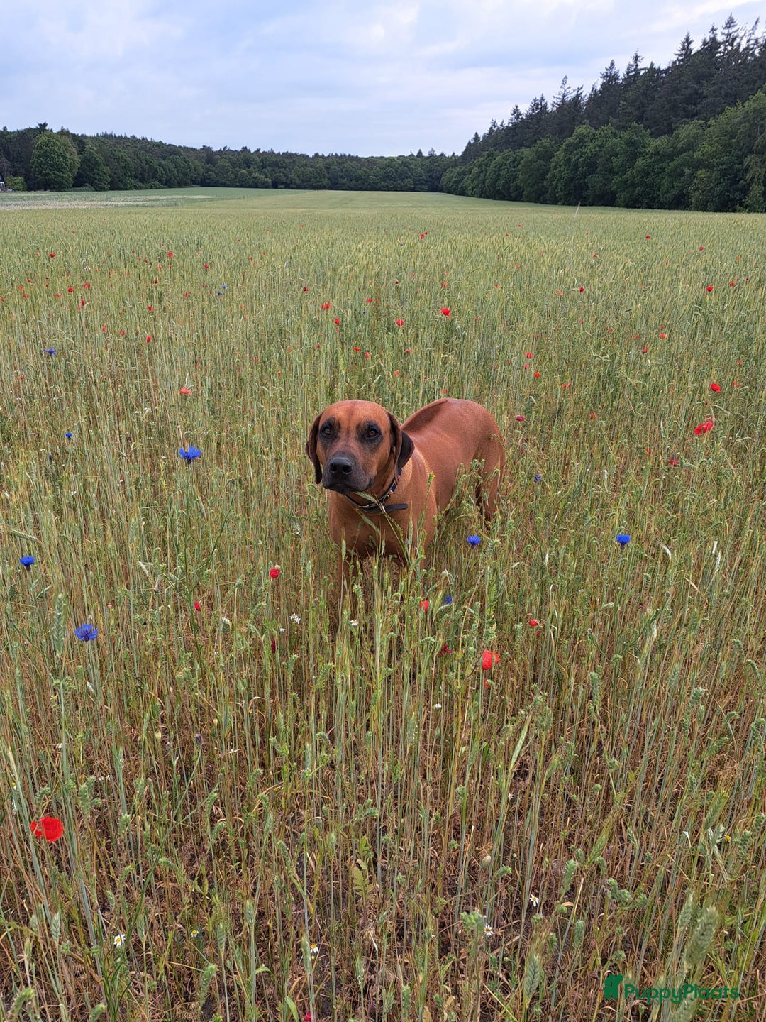 Rhodesian Ridgeback honden te koop: Eenmalig RR nestje-half juni van Keniaanse Teef in Elst - Afbeelding 5