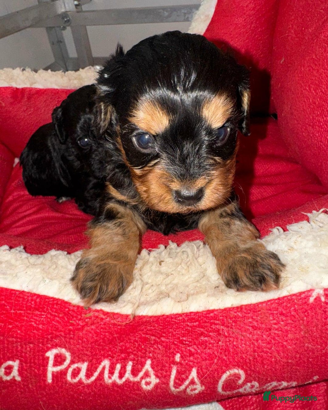 Cavapoo honden te koop: Schattige Cavapoo Puppy’s Klaar - Advertentie 8