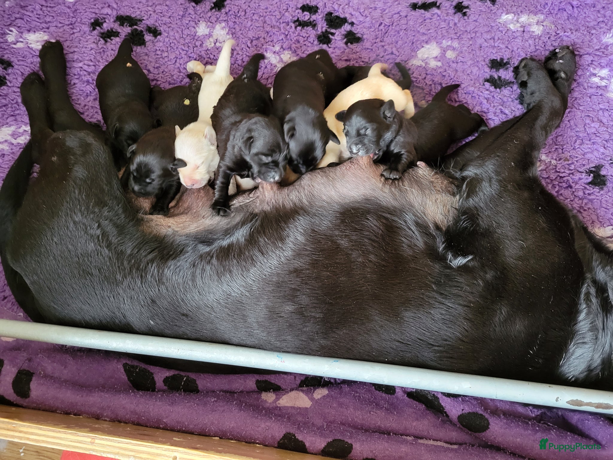 Labrador Retriever honden STAMBOOM FIELDTRIAL LABRADOR PUPS - Advertentie 2
