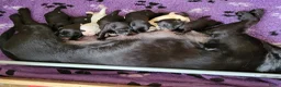 Labrador Retriever honden te koop: STAMBOOM FIELDTRIAL LABRADOR PUPS - Advertentie 1