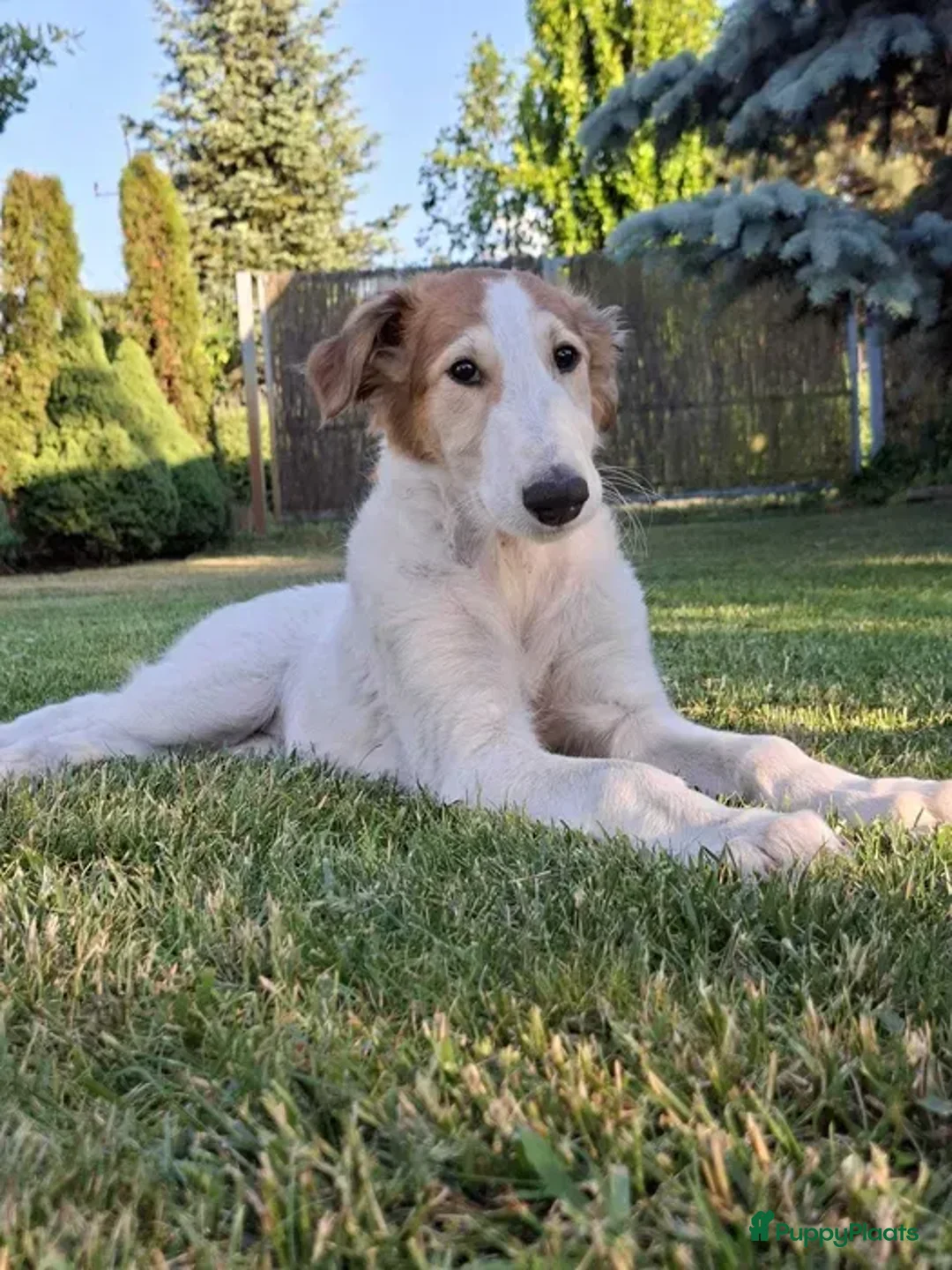 Barsoi honden te koop: AZALIA, Borzoi-teef uit FCI-kennel zoekt thuis - Advertentie 2