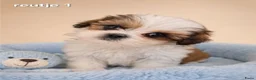 Malshi honden te koop: Kleinblijvende boomer pups.Minimaltezer x shih tzu - Advertentie 10