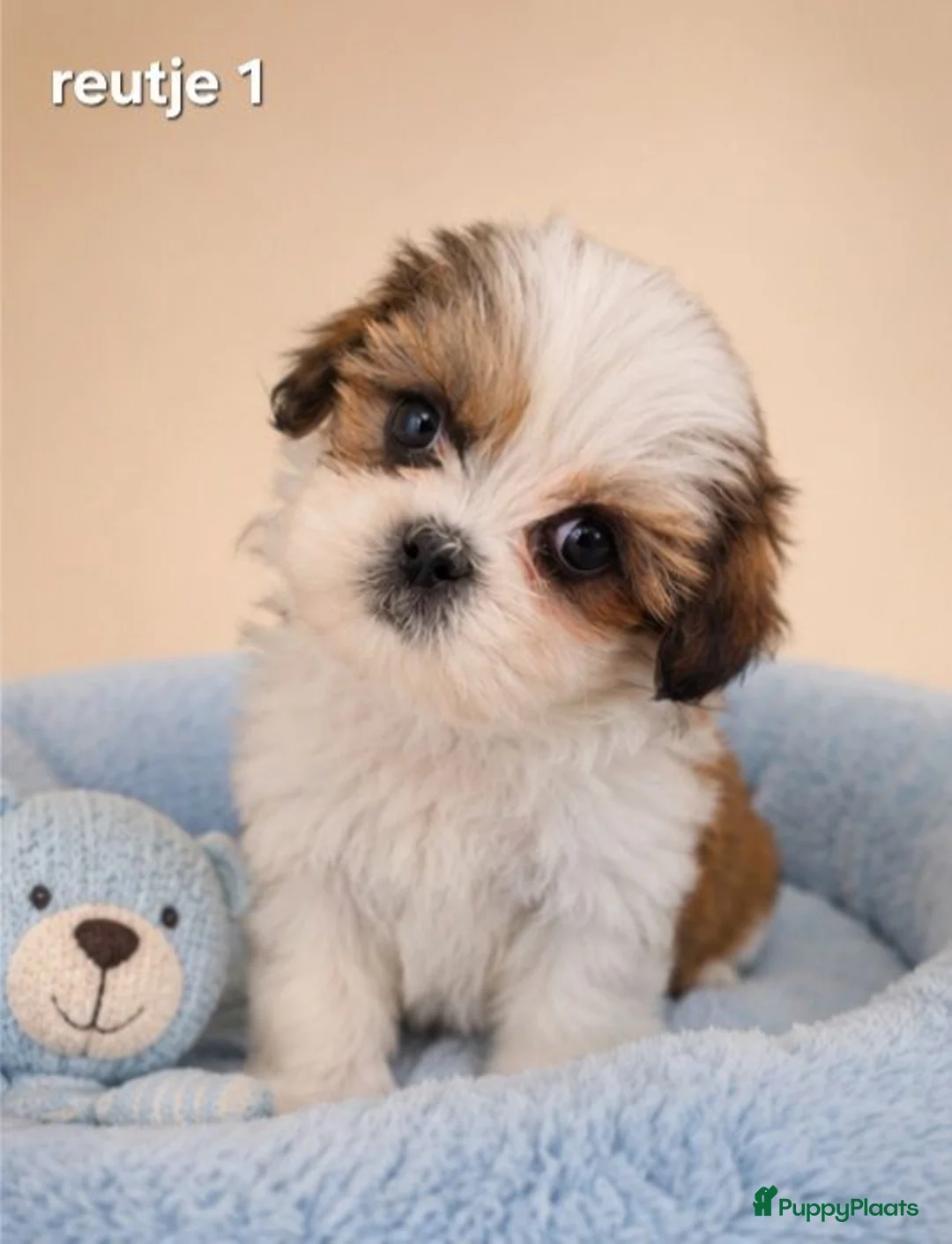 Malshi honden te koop: Kleinblijvende boomer pups.Minimaltezer x shih tzu - Advertentie 10