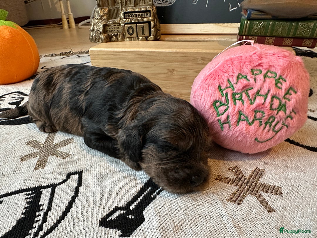 Cockapoo honden te koop: Health-Checked Mini Cockapoo Litter - Advertentie 12