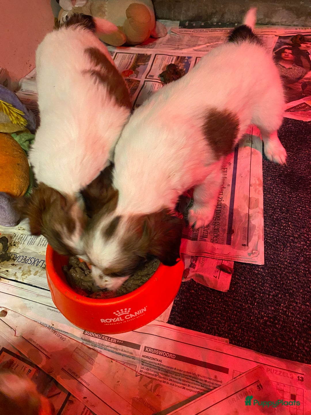 Kooikerhondje honden te koop: Kooiker reutje 6 weken - Advertentie 2