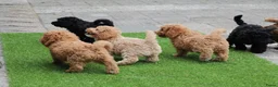 Aussiedoodle honden te koop: werd doodle pups beschikbaar  - Advertentie 6