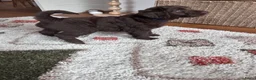 Labradoodle honden te koop: Prachtige medium labradoodle pups - Advertentie 6
