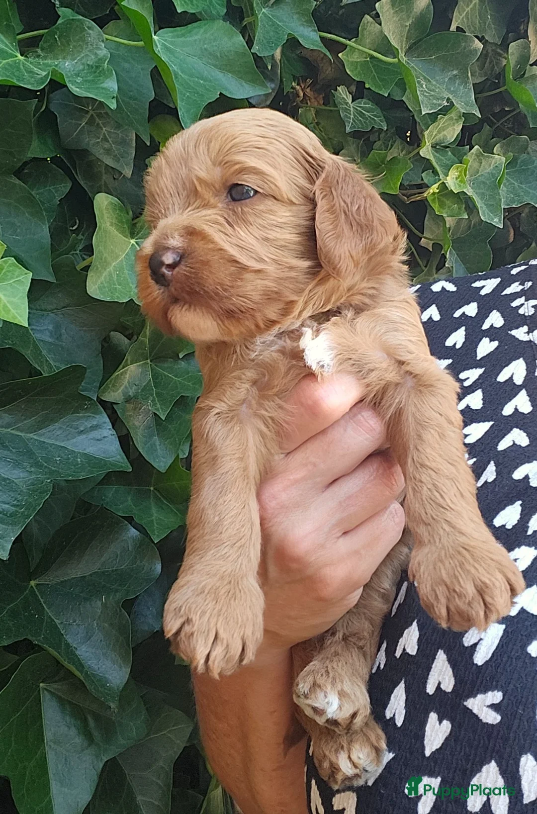 Australian Labradoodle honden te koop: Australian labradoodle reutje mini - Advertentie 5