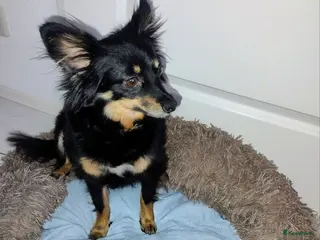 Kruising honden Chihuahua mix pups reutjes - Advertentie 1